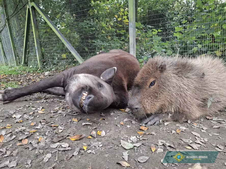 'Para que nenhum ficasse sozinho': capivara e anta brasileira inseparáveis são sacrificadas juntas em zoológico na Inglaterra