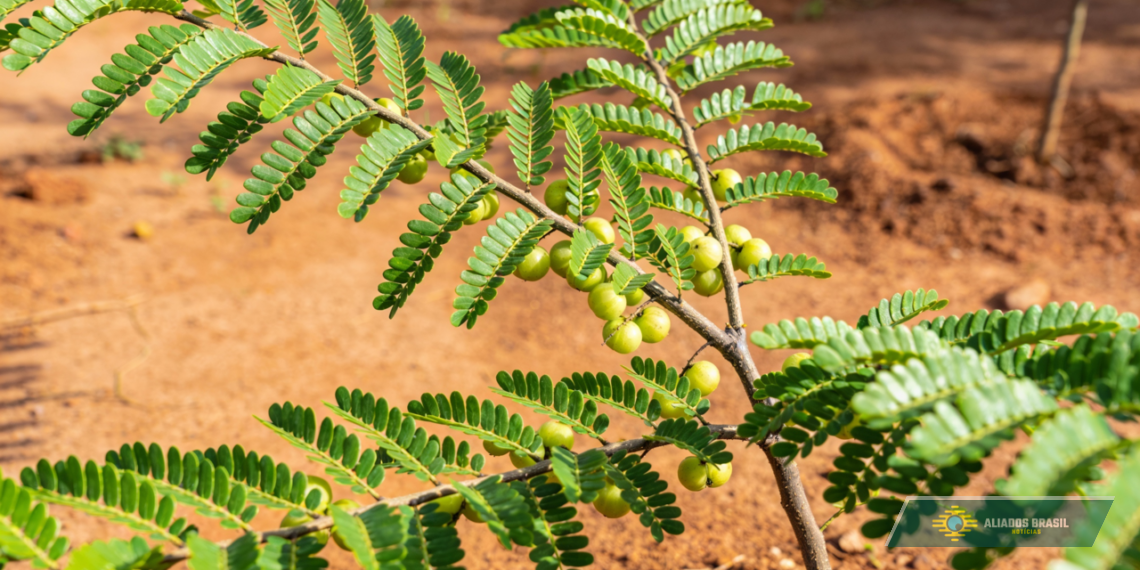 Planta tradicional da medicina popular será transformada em fitoterápico do SUS; conheça o quebra-pedra