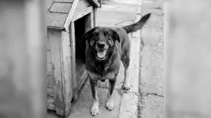Polícia pede apreensão de passaporte de adolescente suspeito de agressões ao cão Orelha