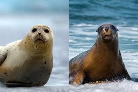 Qual é a diferença entre foca e leão-marinho?