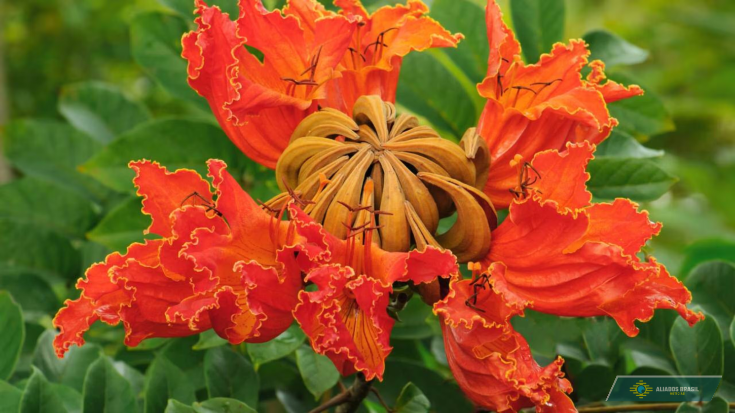 Quando plantar pode virar crime: murta, espatódea e outras plantas proibidas no Brasil