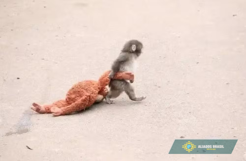 VÍDEO: A emocionante história de Punch, o filhote que adotou “mãe de pelúcia”, comove o mundo e lota zoo