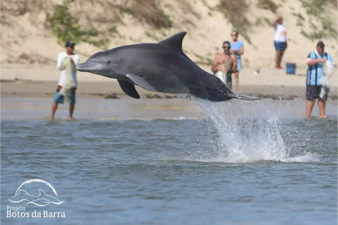 Agora patrimônio cultural, pesca colaborativa com botos celebra relação rara entre espécies no litoral do RS: 'Viraram parte da família'