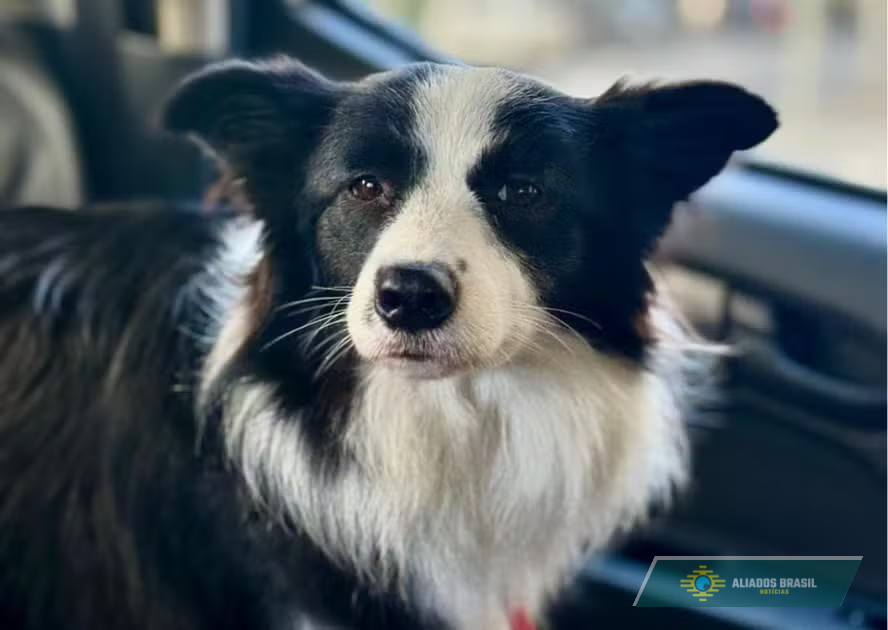 Cadela resgatada em carro em Copacabana: Advogada diz que tutora foi vítima de estupro e nega abandono