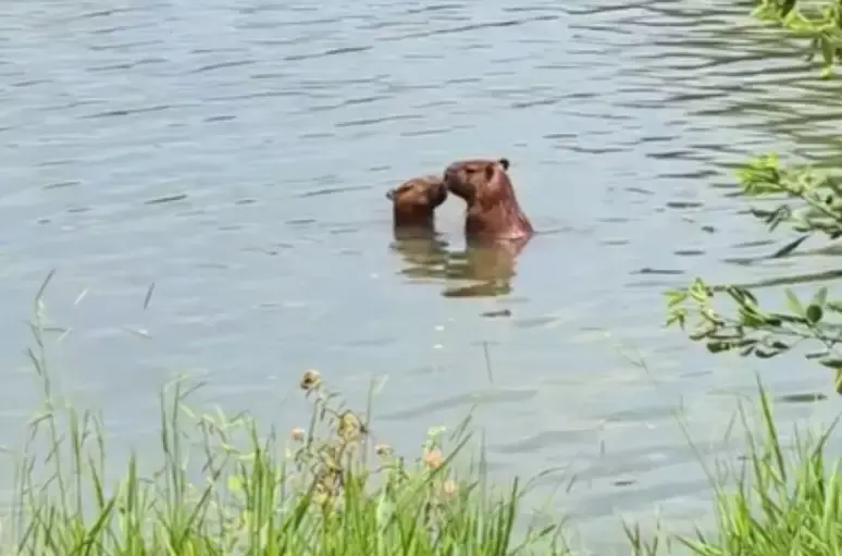 Capivara são flagradas ‘namorando’ dentro de lago no Rio de Janeiro 