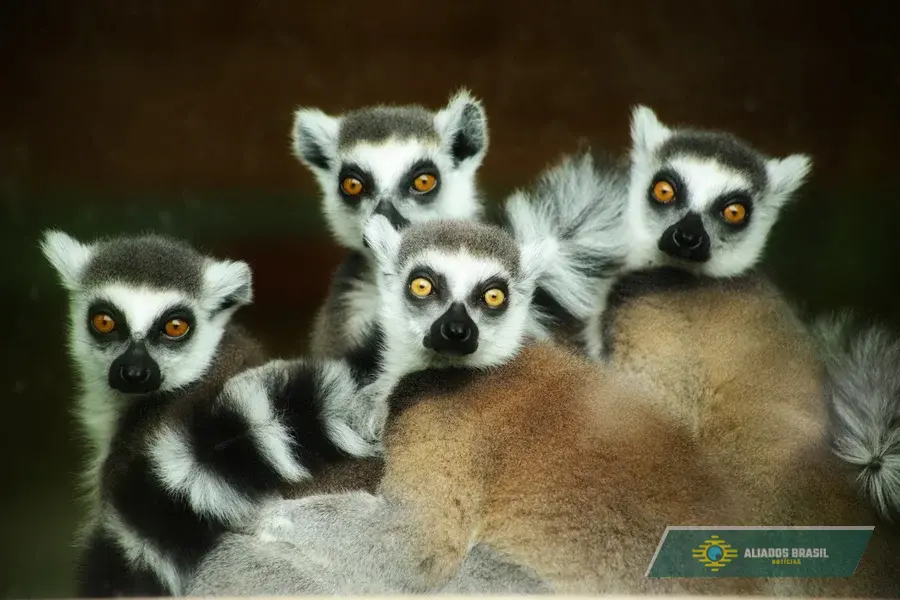 Estratégia curiosa: Lêmures usam toxinas de milípedes como remédio e repelente na natureza