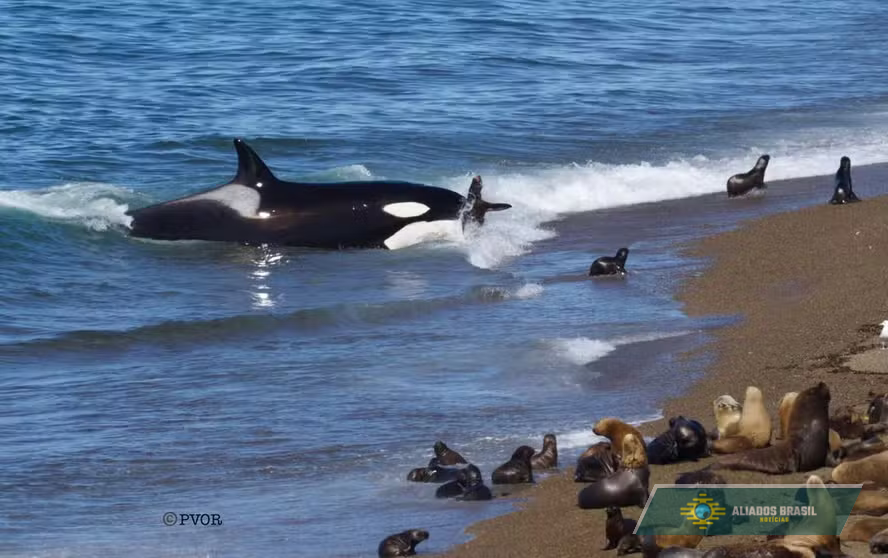 Fotógrafo registra momento de duplo ataque de orcas a leões-marinhos em praia na Argentina; veja