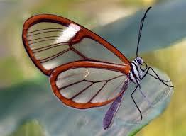 Greta oto, a “borboleta de cristal” é mais forte e tóxica do que você imagina