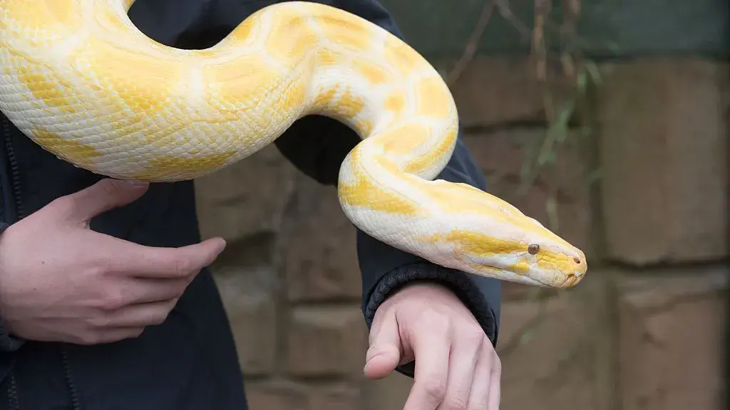 Molécula identificada em pítons pode auxiliar na perda de peso, diz estudo