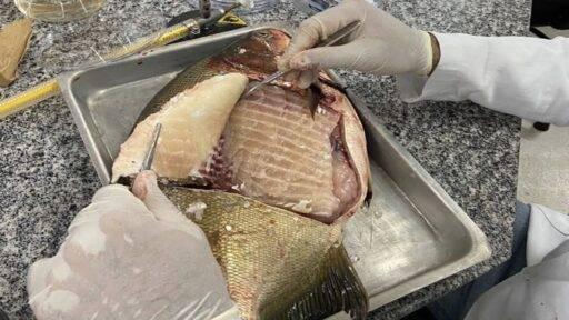 Pesquisa revela presença de Salmonella em viveiros de peixes no Pantanal e Cerrado