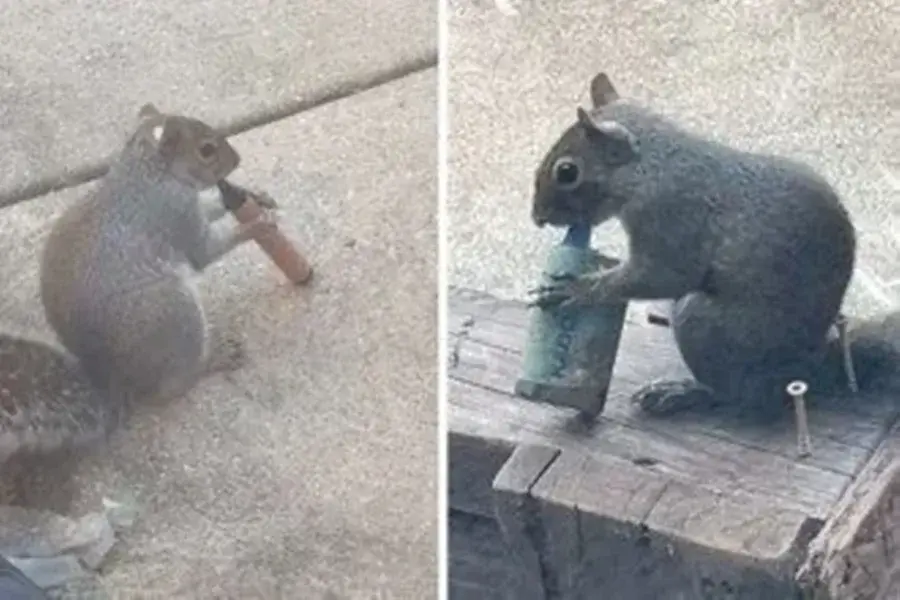 Esquilos são flagrados “fumando” vapes em parque e cena viraliza
