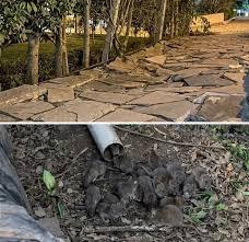 VÍDEO: Infestação de ratos assusta moradores de cidade da Serra gaúcha; animais chegaram a danificar calçada