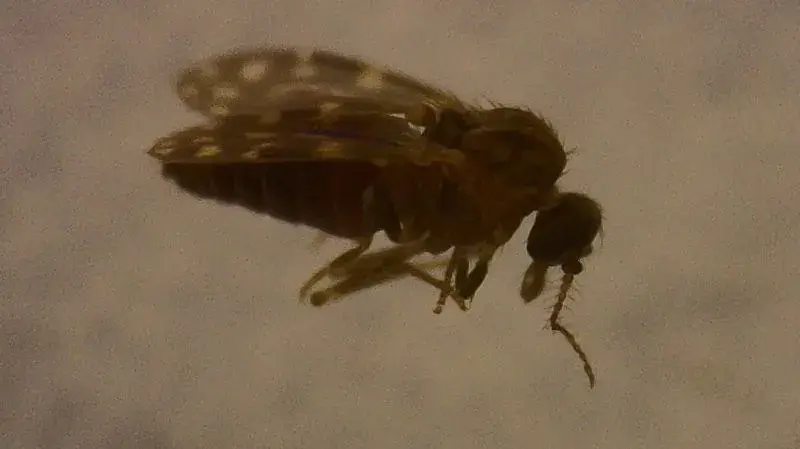 Vírus Oropouche já infectou mais de 5 milhões no Brasil, sugere estudo