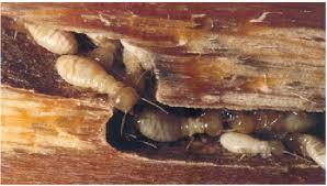 A mistura de farmácia de 5 reais que extermina a colônia de cupins na madeira sem dedetizador