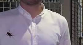 Barata passeia em repórter minutos antes dele entrar ao vivo: 'Não vi nada', diz jornalista