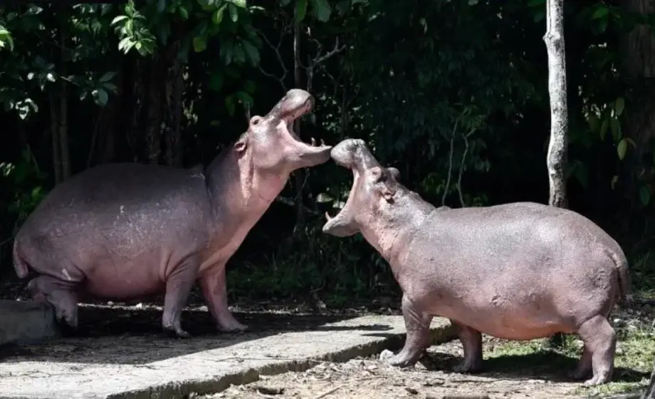 Bilionário indiano quer salvar 80 hipopótamos de Pablo Escobar ameaçados de sacrifício na Colômbia