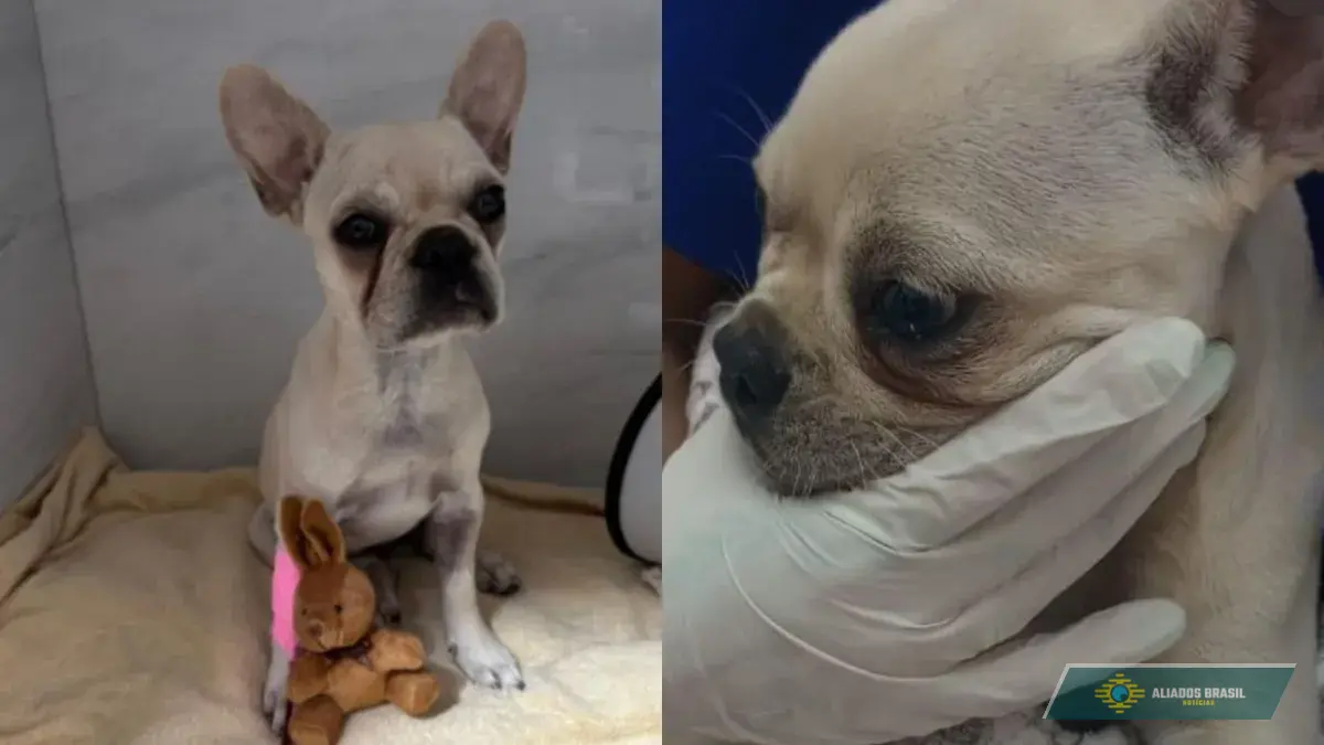 Buldogue francês é internada após ingerir mais de 55 pedras de crack em SC