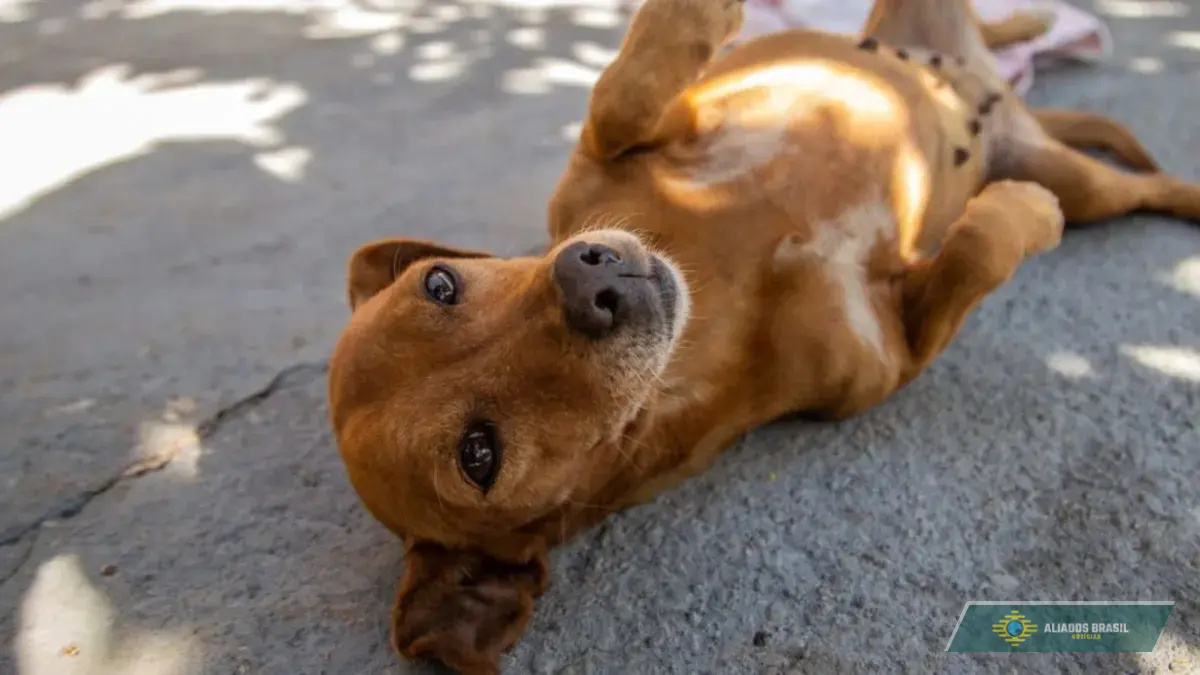 Cachorro caramelo vira raça no México e brasileiros se indignam: 
