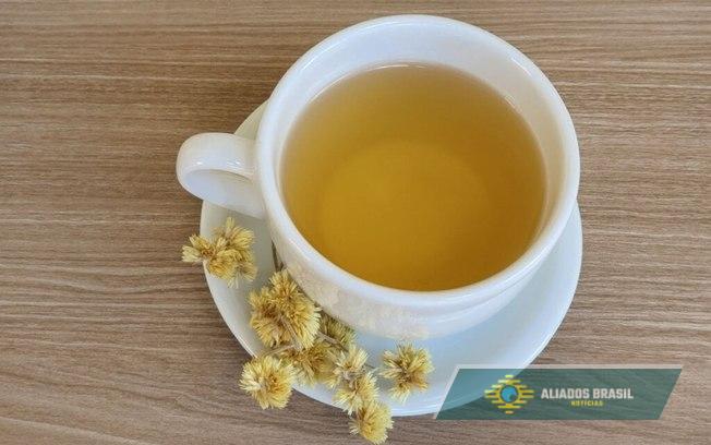 Chá de Marcela: o poderoso remédio natural que alivia dores, acalma e fortalece o organismo