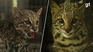 Delicado e ameaçado: menor felino selvagem do Brasil é registrado por câmera em Porto Alegre