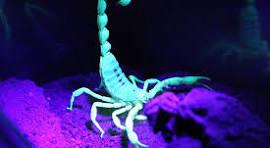 Essa luz mostra como encontrar escorpião no escuro de forma rápida e mais segura