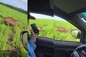 Fazendeiro é ‘escoltado’ por onça-pintada em lavoura de MT; veja vídeo