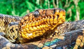 Filhote da jiboia mais rara do mundo é encontrado vivo pela 1ª vez em SP