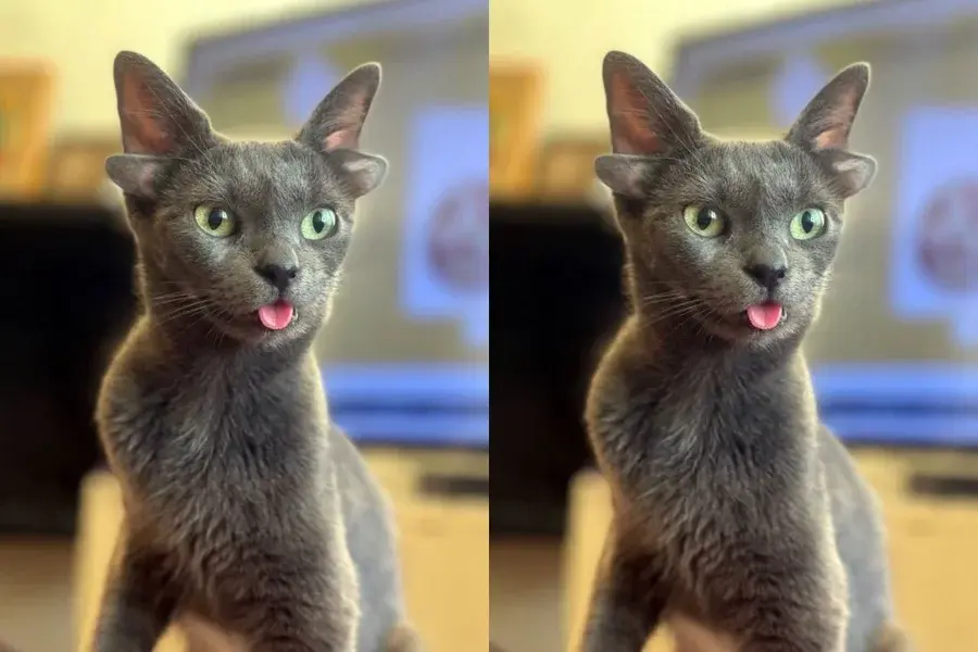 Gata com mutação genética rara viraliza e conquista web