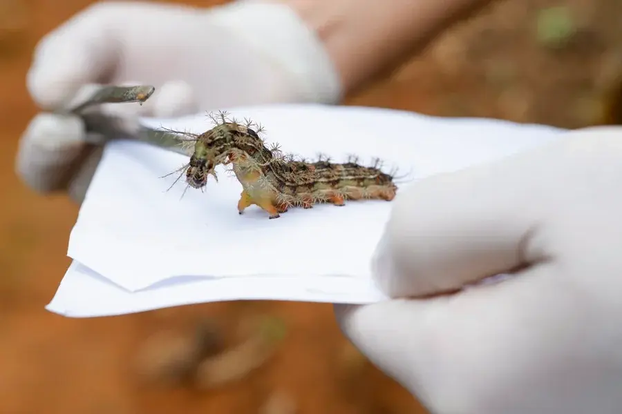 Lagartas com veneno mortal são recolhidas em área nobre do DF