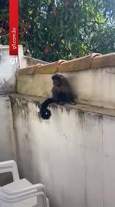 Macaco foge, invade casas e mobiliza bombeiros no interior de SP: 'Ele estava achando divertido'