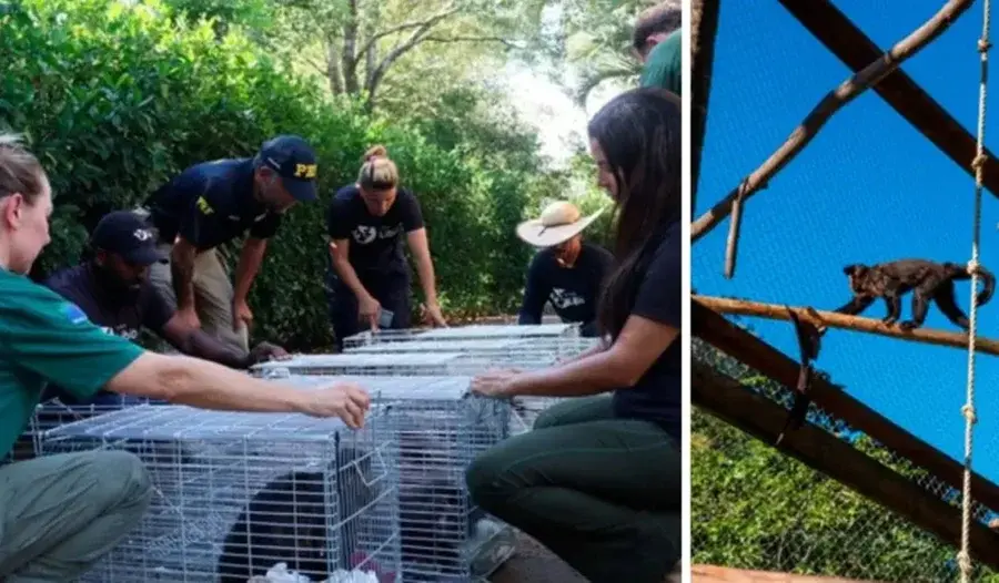 Macacos vendidos por até R$ 100 mil são resgatados em Santa Catarina