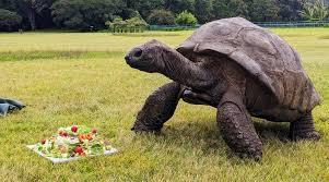 Morre aos 193 anos Jonathan, o animal terrestre mais velho do mundo