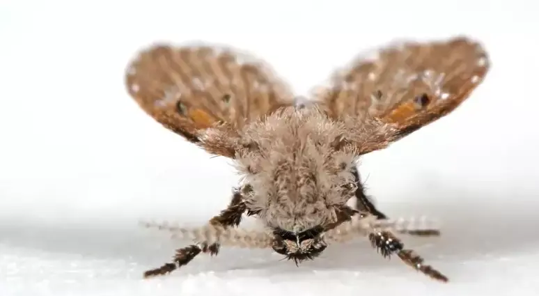 Mosquitinhos de banheiro: por que aparecem e como eliminar esses insetos de ralos e pias 