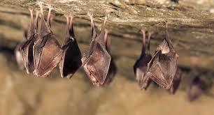 O barulho no forro à noite pode não ser rato e esconder um animal muito mais perigoso do que você imagina