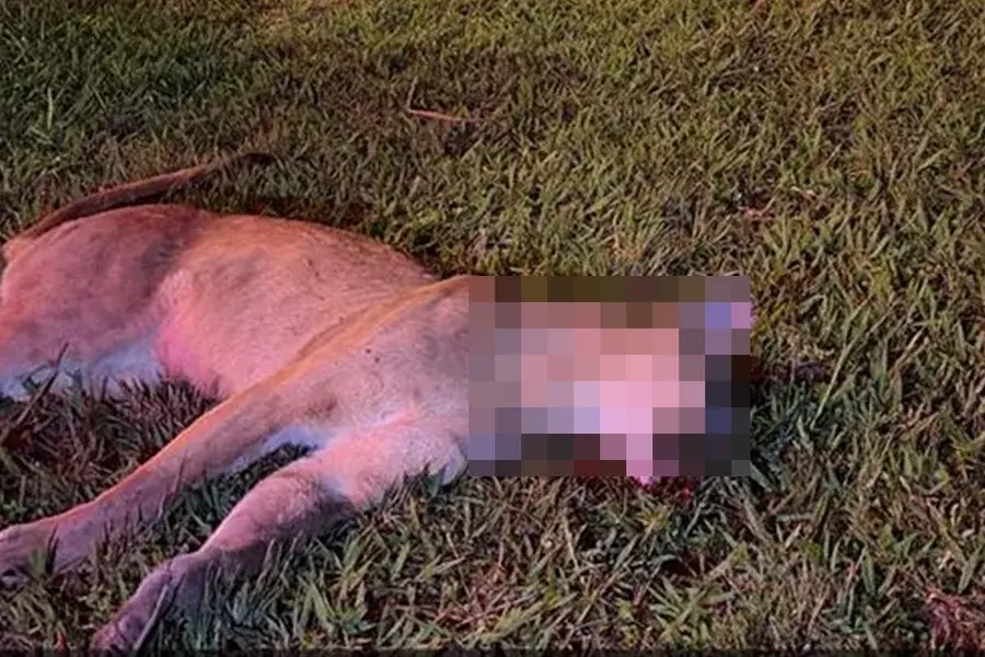 O que disse o servidor do Ministério da Fazenda que atropelou onça em Brasília