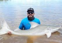 Peixe de 1,8 metro pescado no Rio Araguaia não pode ser consumido e deve ser devolvido à água, diz guia