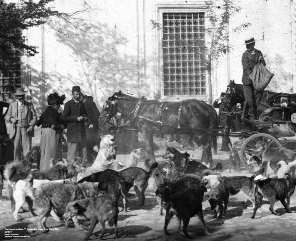 Cães vadios nas ruas de Istambul. Foto: Instituto de Pesquisa de Istambul