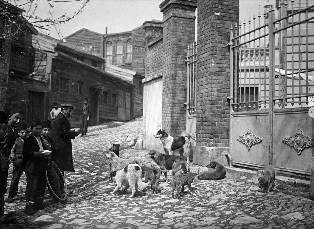 Cães vadios nas ruas de Istambul. Foto: Instituto de Pesquisa de Istambul