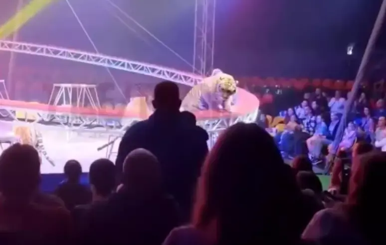 Tigre avança em direção ao público após grade ceder em circo na Rússia; veja vídeo 
