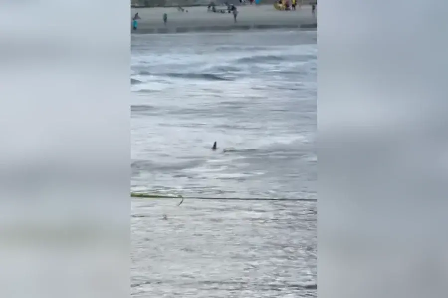 Tubarão é flagrado por surfista em praia do litoral de SP. Veja vídeo