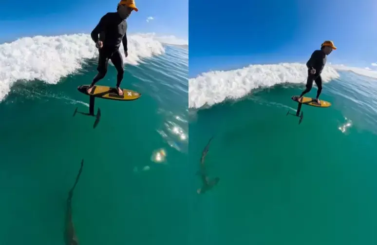 Vídeo mostra surfista passando por tubarão-martelo no Havaí 