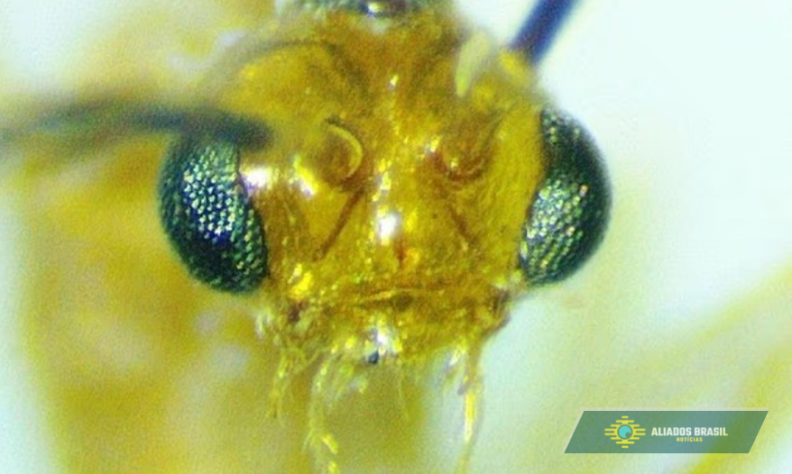 Alerta nos EUA: Formiga venenosa da China invade 20 estados e picada pode ser fatal