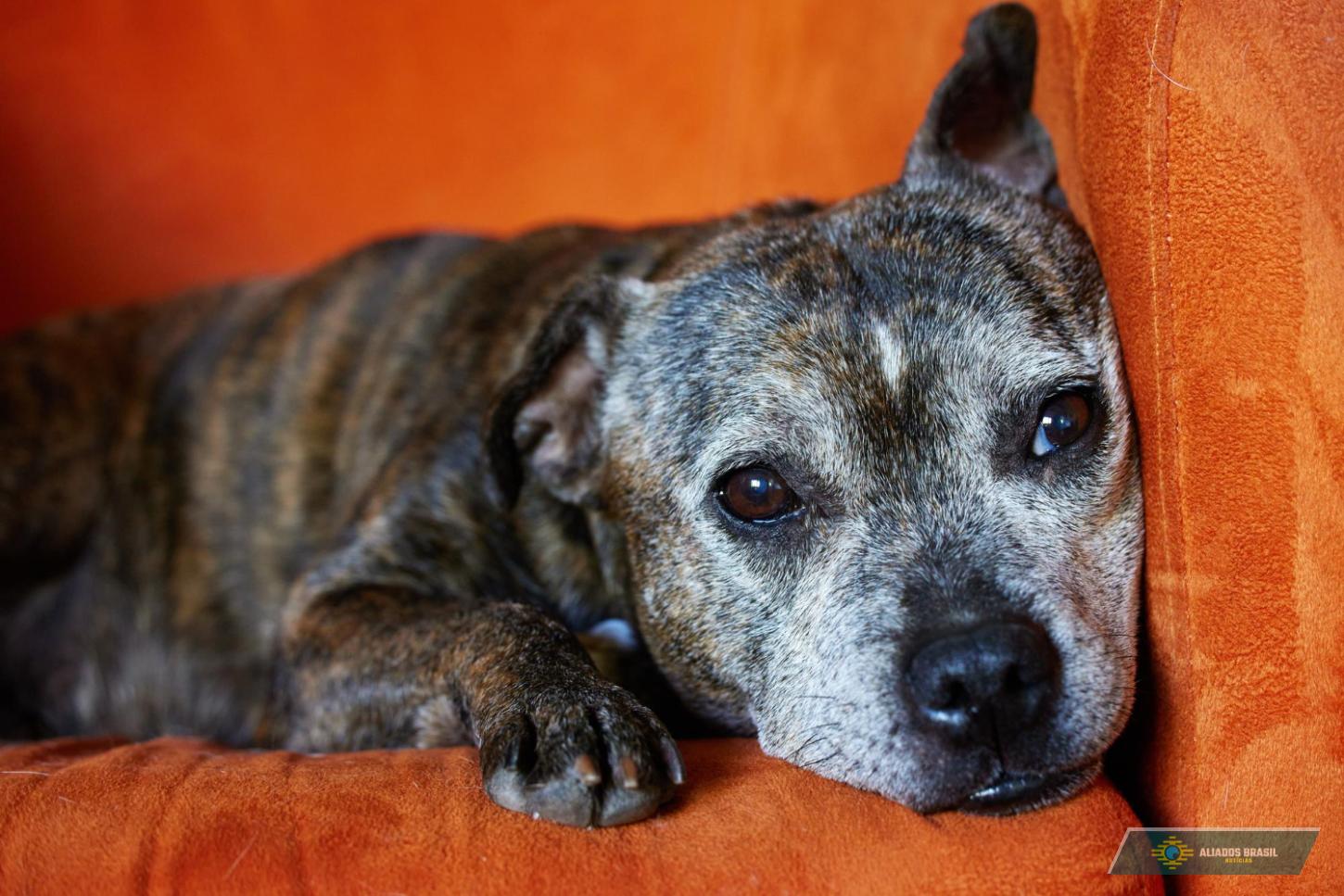 Alzheimer canino: como identificá-lo precocemente em animais de estimação