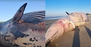   Baleia de 13 metros de espécie com característica única no planeta encalha em praia de SC