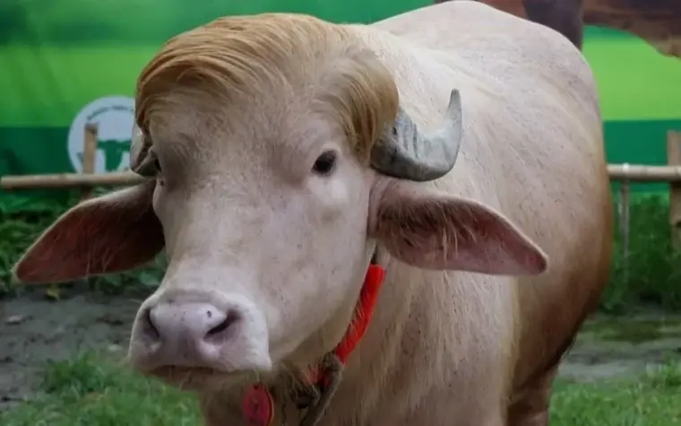 Búfalo albino ‘parecido com Trump’ vira celebridade em Bangladesh e será sacrificado no Eid-ul-Adha