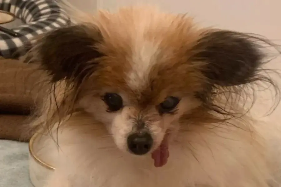 Cachorro ‘mais velho do mundo’ morre aos 30 anos