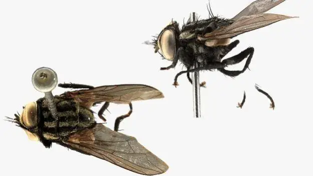 Cientistas descobrem espécies de moscas nunca encontradas no Brasil