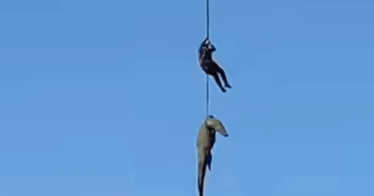 Crocodilo de 500 kg é içado por helicóptero após devorar empresário na África do Sul