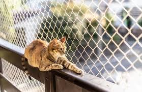 Já está em vigor: Lei do Bem-Estar Animal proíbe manter cães e gatos vivendo em varandas ou sacadas
