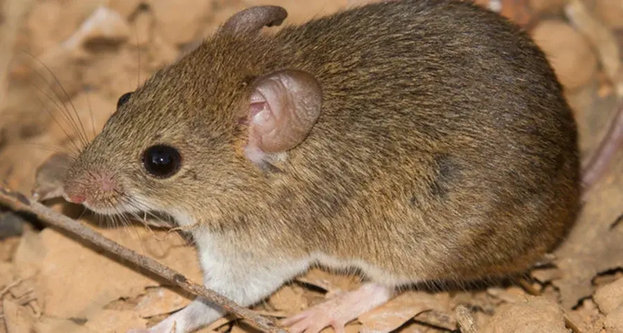 Minas Gerais registra 1ª morte por hantavírus no Brasil, em 2026